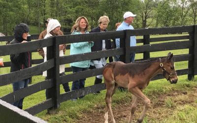 Kentucky Derby 2019 Tours to Bourbon Distilleries and Horse Farms Now Available