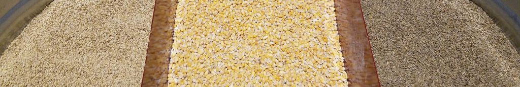 Grains to make bourbon including corn, rye and barley
