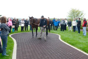 Tour Group at Horse Farm with Derby Winner Thoroughbred