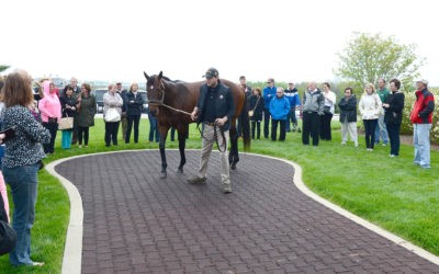 What’s Next for American Pharoah? Checking In On the Famous Race Horse