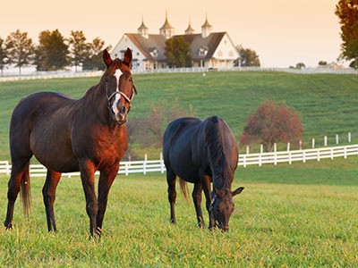 Horse Farm in Kentucky
