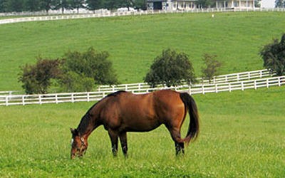 Guide to Kentucky Horse Country – Horse Farm Tours & More