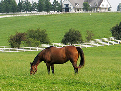 Guide to Kentucky Horse Country – Horse Farm Tours & More