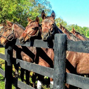 Kentucky Horse Country Farm Tour with Yearlings