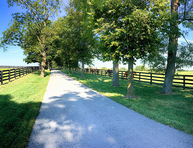 tree-lined Kentucky road through horse pastures