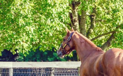 See the Home of Justify, Ashford Stud Farm, On a Breeders’ Cup Week Tour