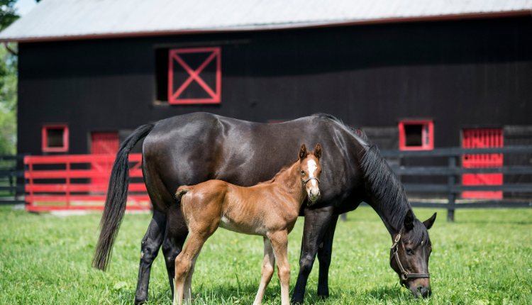 Mother and baby horse standing by barn at Hermitage Horse Farm