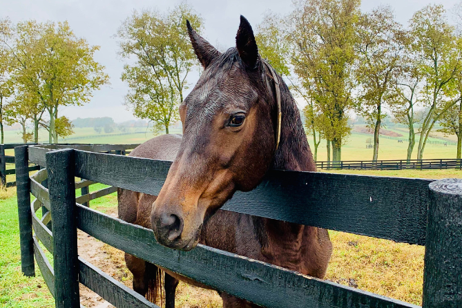 horse at fence on kentucky horse farm tour in the fall and rain