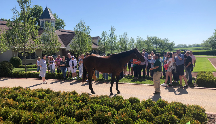 Tour guide showing horse to crowd on Kentucky Derby Horse Farm tour