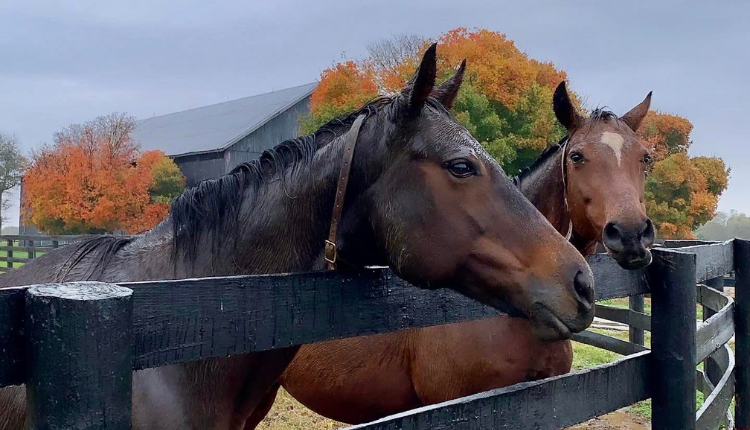 Close up of two horses in the Fall