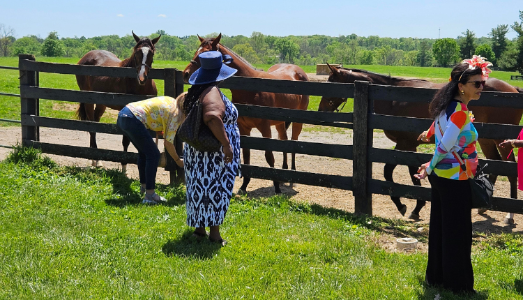 Guests viewing horses up close