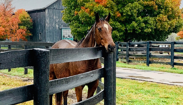 horse looking over fence at Kentucky Horse Farm in the Fall