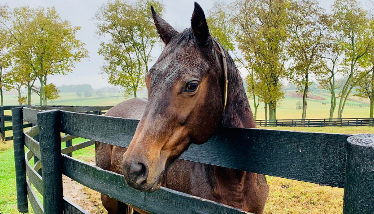 horse looking over fence at Kentucky Horse Farm