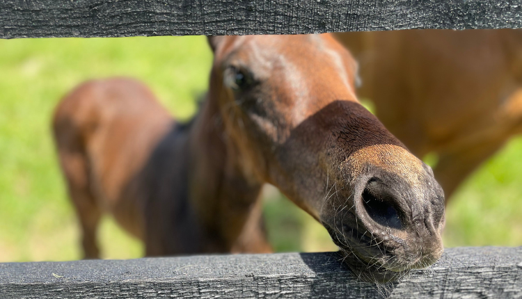 Foal looking through fence